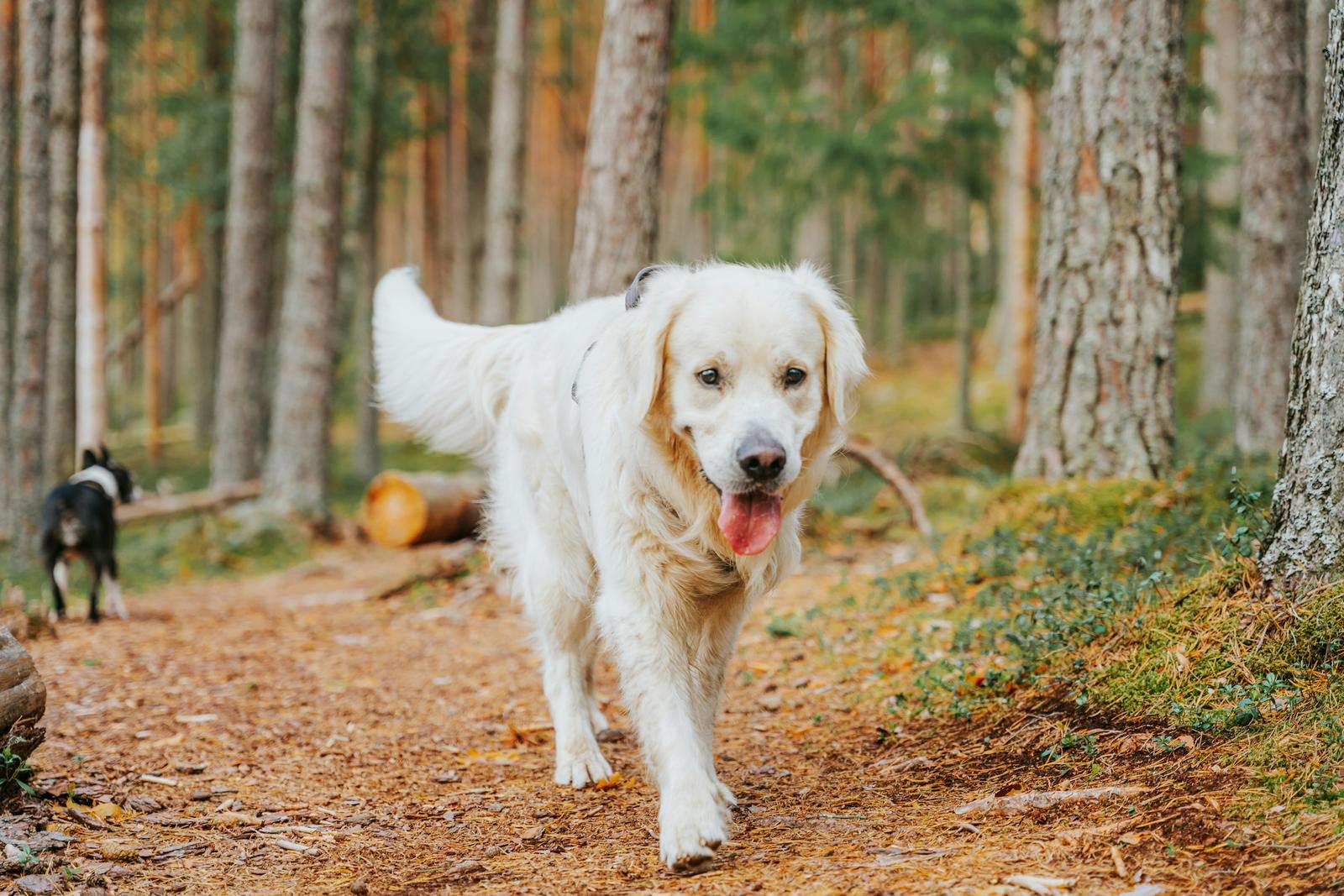 Golden retriever exploring a sunlit forest trail